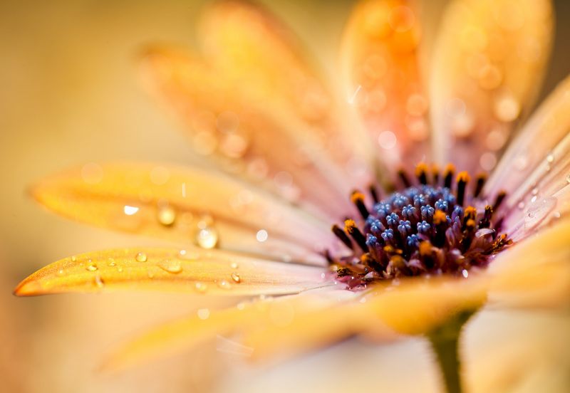 yellow flower macro yo